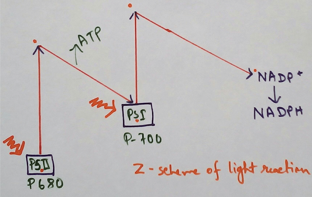 Z Scheme of Light Reaction