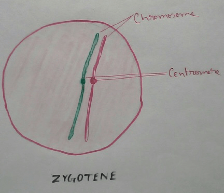 Zygotene